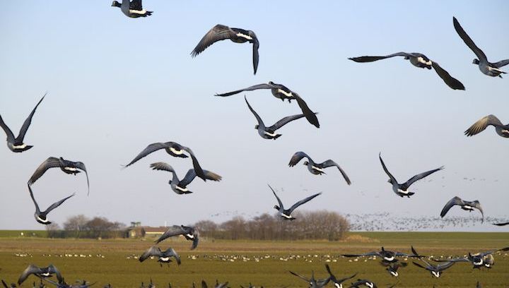 Trekvogels Schiermonnikoog