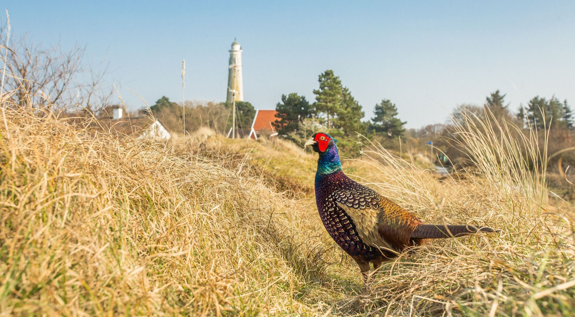 Fauna op Schiermonnikoog