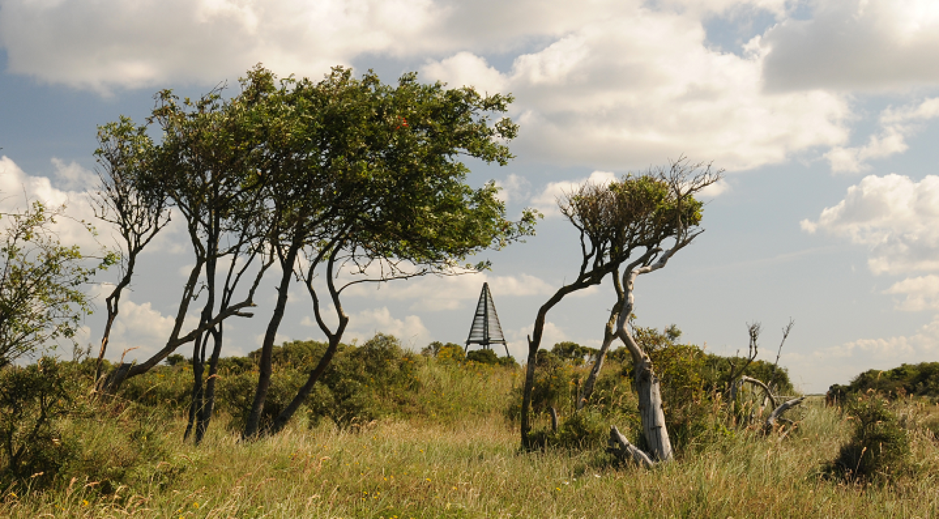 Vogels spotten bij de Kobbeduinen