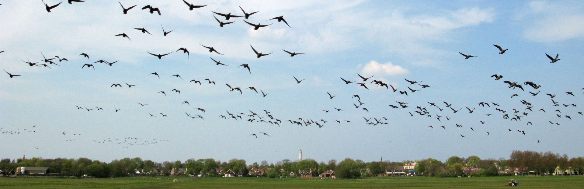 Vogels kijken op Schiermonnikoog