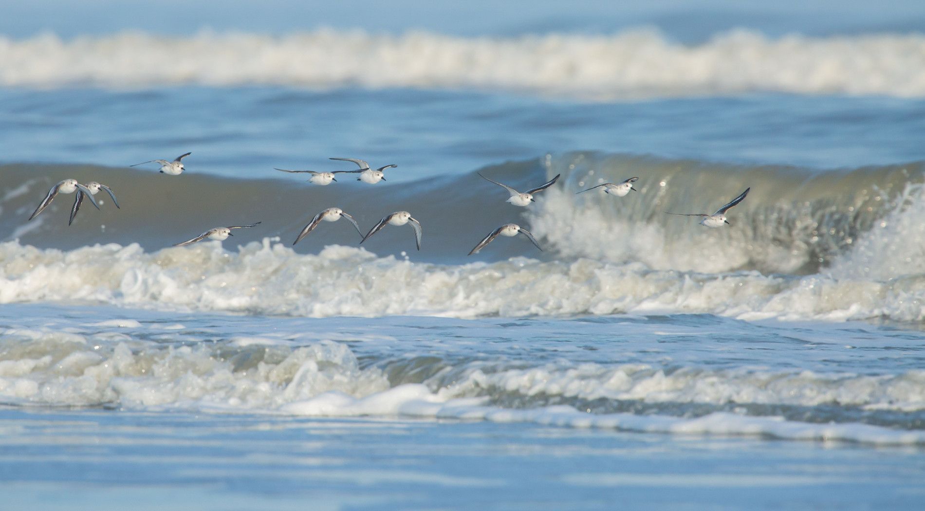 Vogels kijken op het strand van Schiermonnikoog