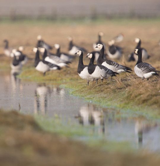 brandganzen op Schiermonnikoog