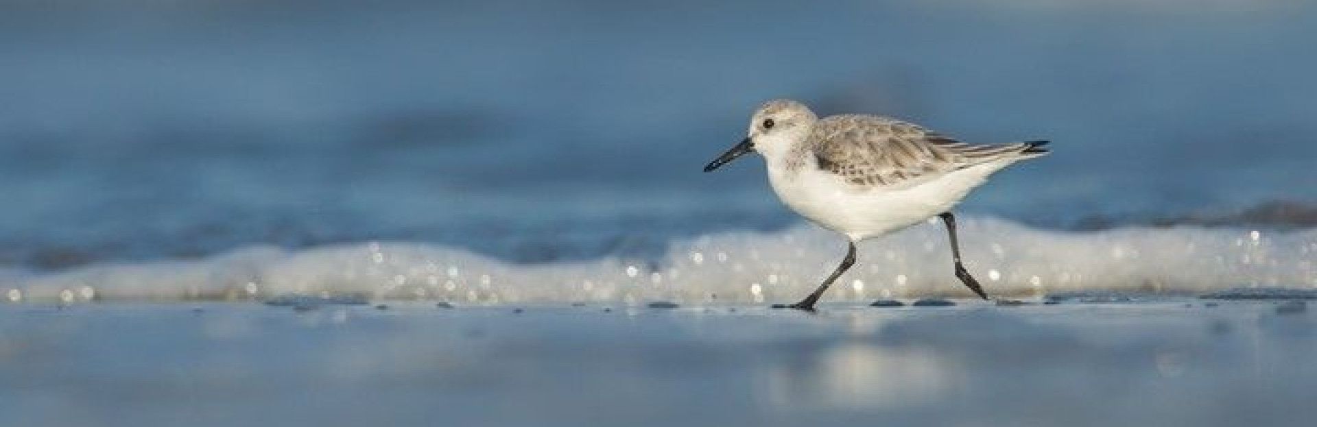 strandlopers op Schiermonnikoog