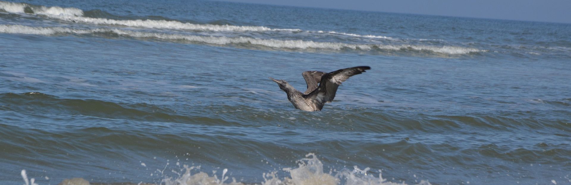 Vogels spotten op Schiermonnikoog