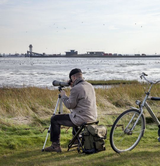 vogels spotten op Schiermonnikoog