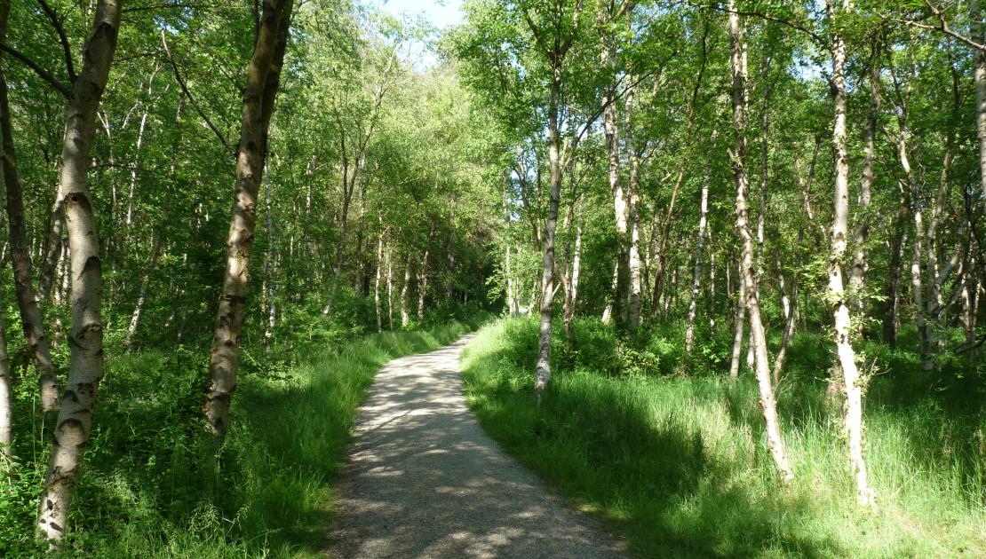 wandeling door Schierse bossen